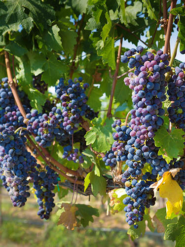 COL_our_sourcing_grapes
